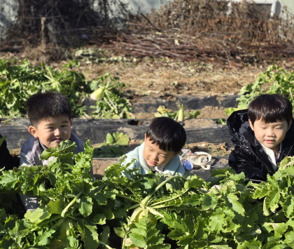 으라차차! 무를 수확해보았어요